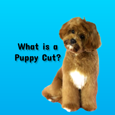 What is a Puppy Cut?