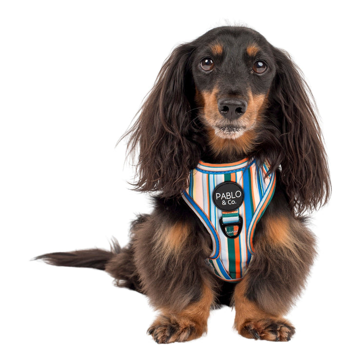 The Cabana Striped Adjustable Dog Harness