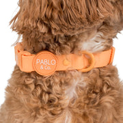 Orange Sherbet Waterproof Collar