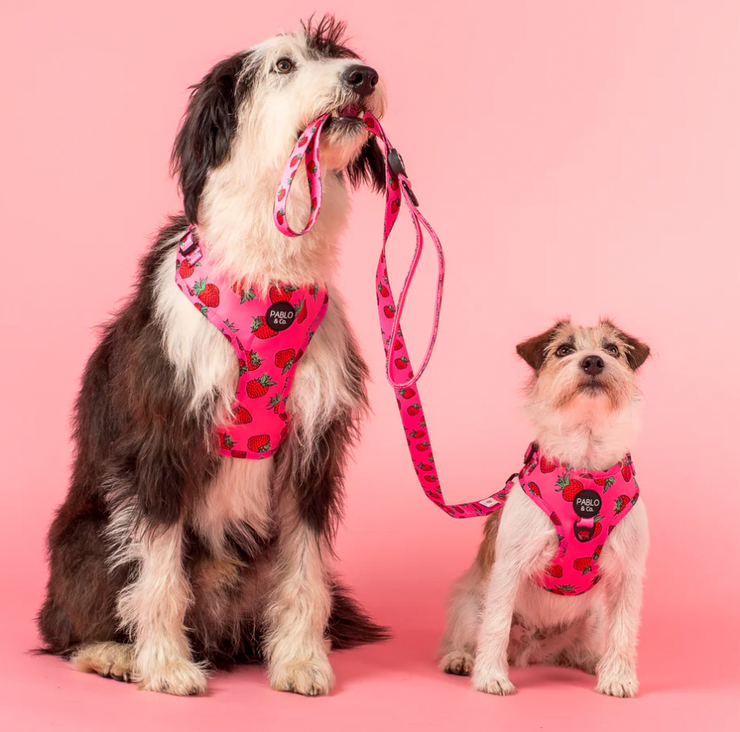 Strawberries Adjustable Harness