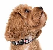 Minnie Mouse Dog Collar