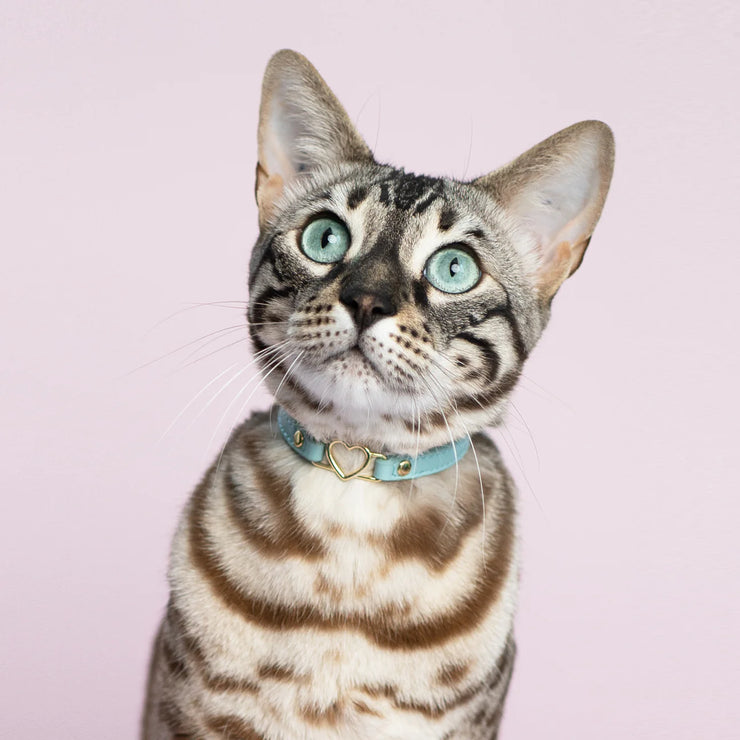 Cat Collar - Aqua