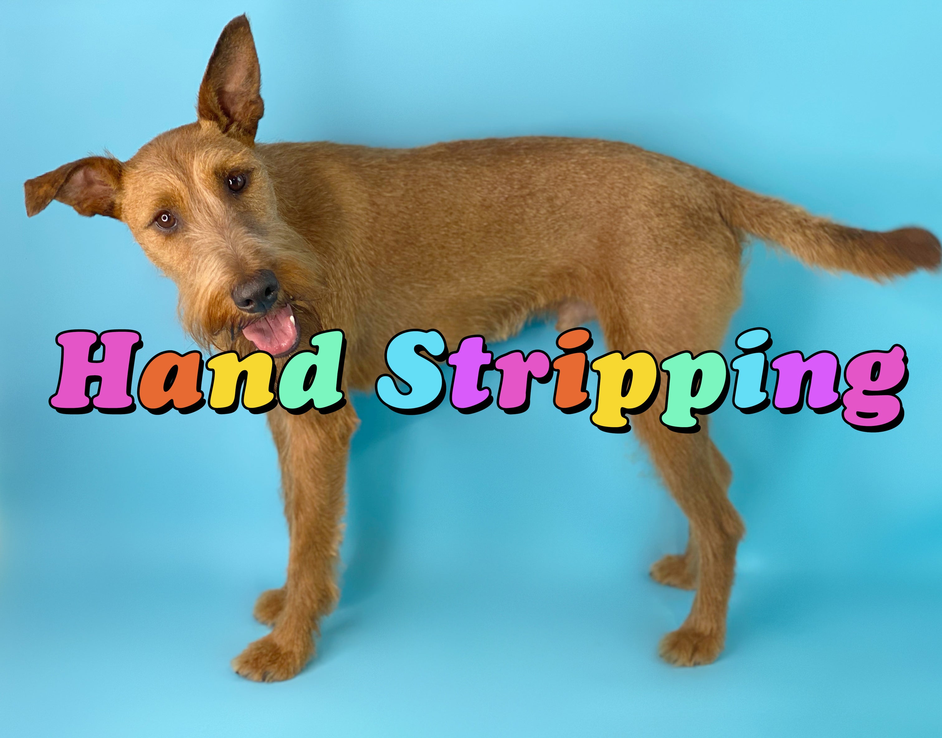 Airedale hand stripping best sale