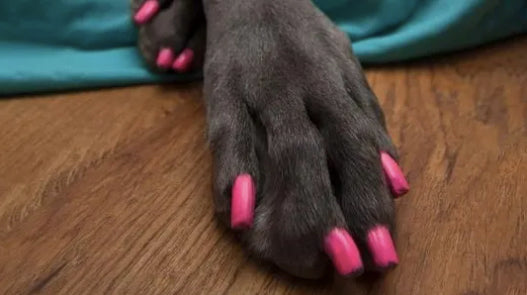 Nail varnish for dogs hotsell