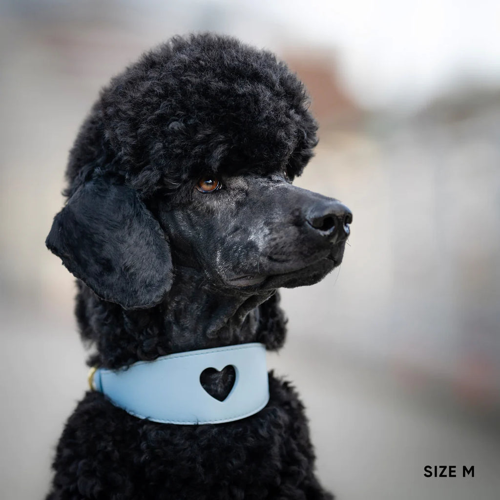 Toy poodle collar sales size